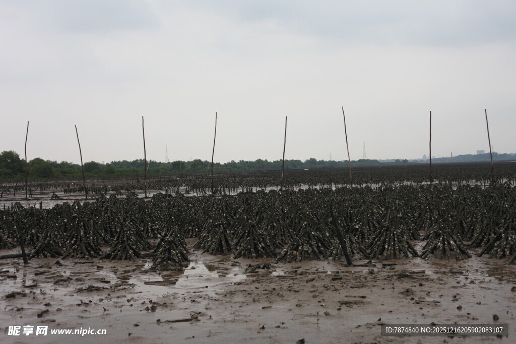 湿地滩涂与林立的桅杆