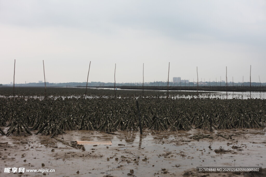 海边牡蛎养殖场景