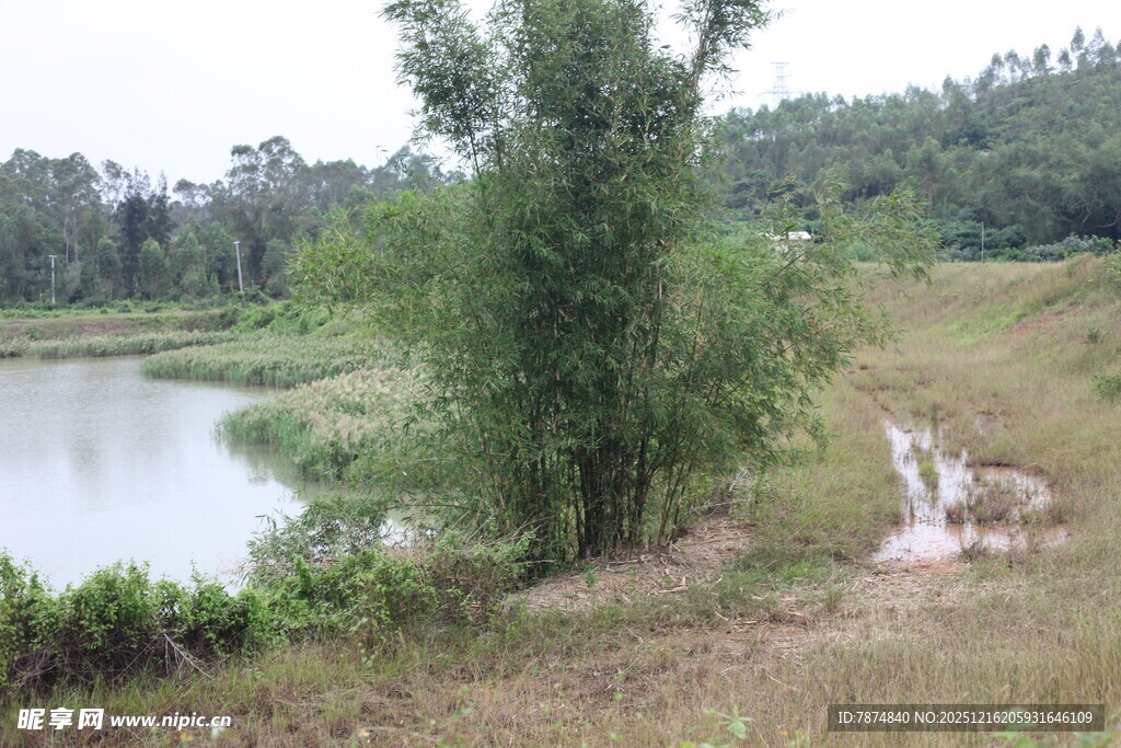 乡村池塘边的自然景致