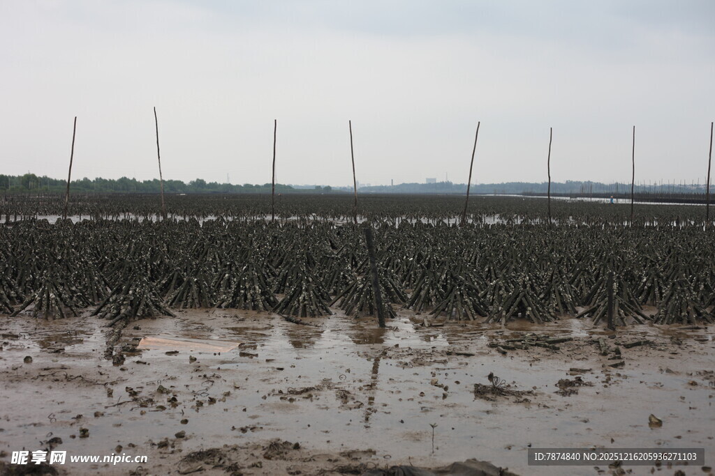 滩涂养殖场景