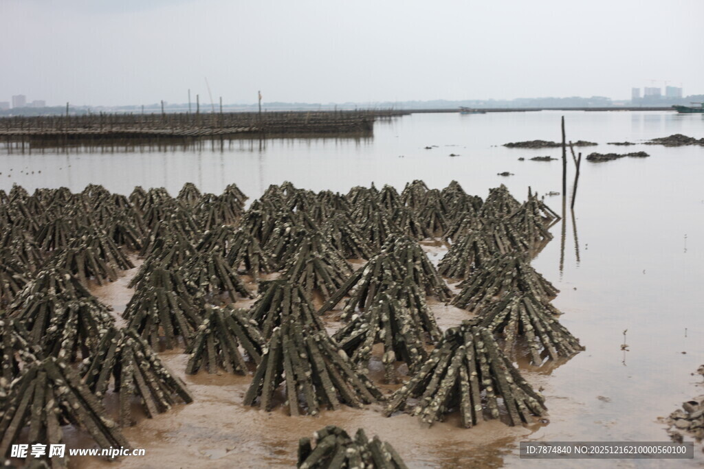 海边牡蛎养殖场景