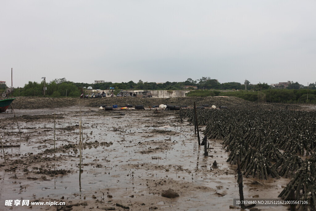 泥泞滩涂中的养殖场景