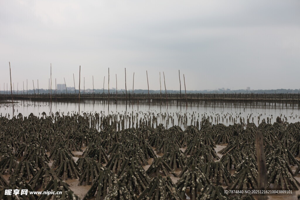 滩涂牡蛎养殖景观