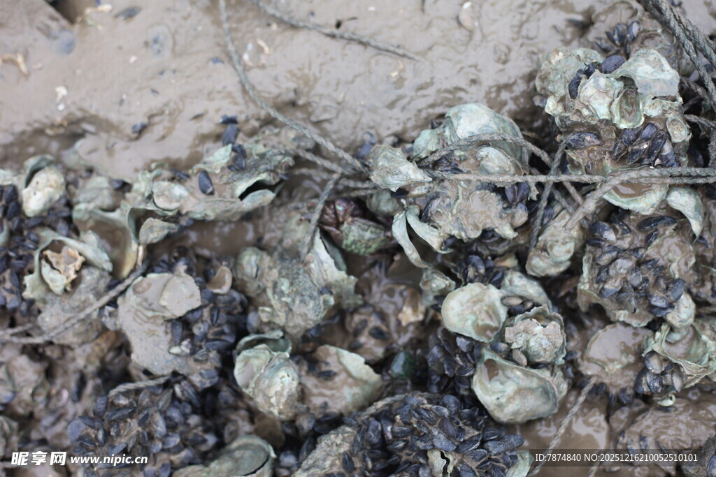 地面上的一堆生蚝壳