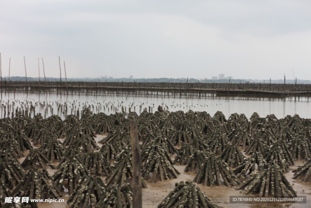 生蚝养殖