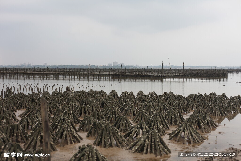 海边滩涂的奇特植物景观