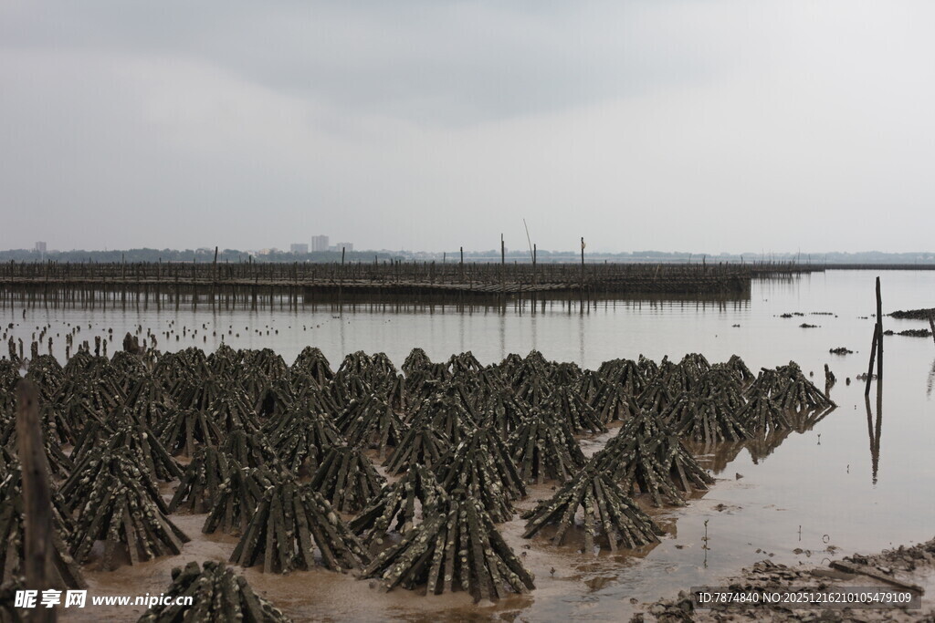 海边牡蛎养殖场景