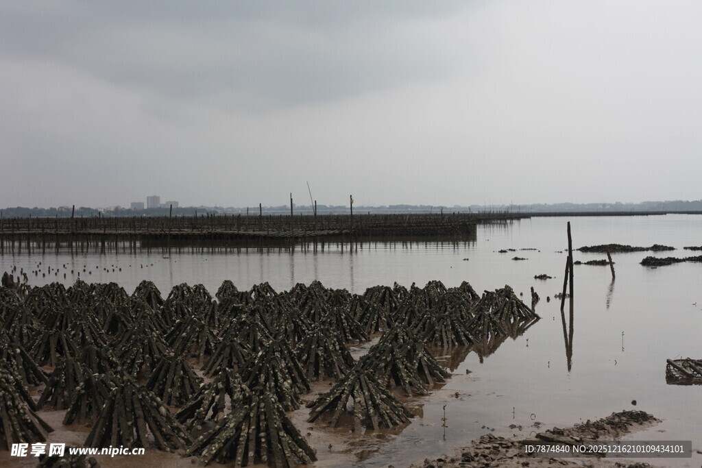 滩涂红树林景观