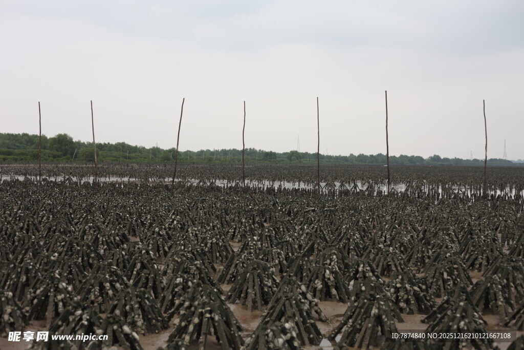生蚝养殖