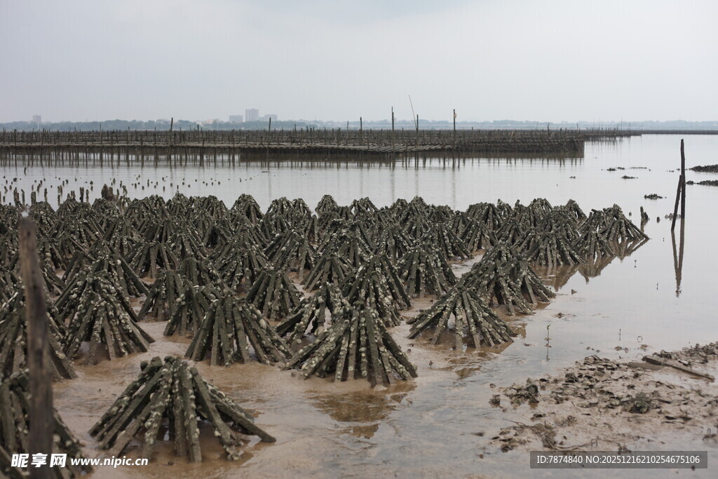 湿地红树林景观