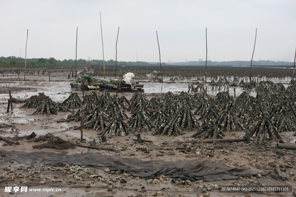 潮间带的红树林景观