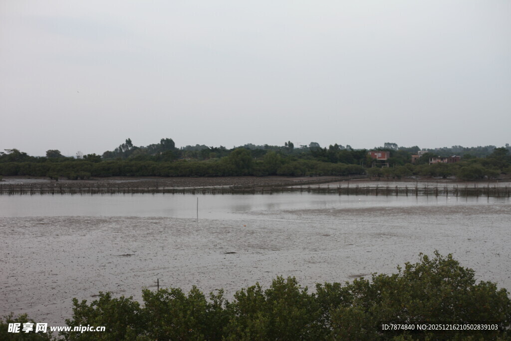 河畔绿植与远处景致