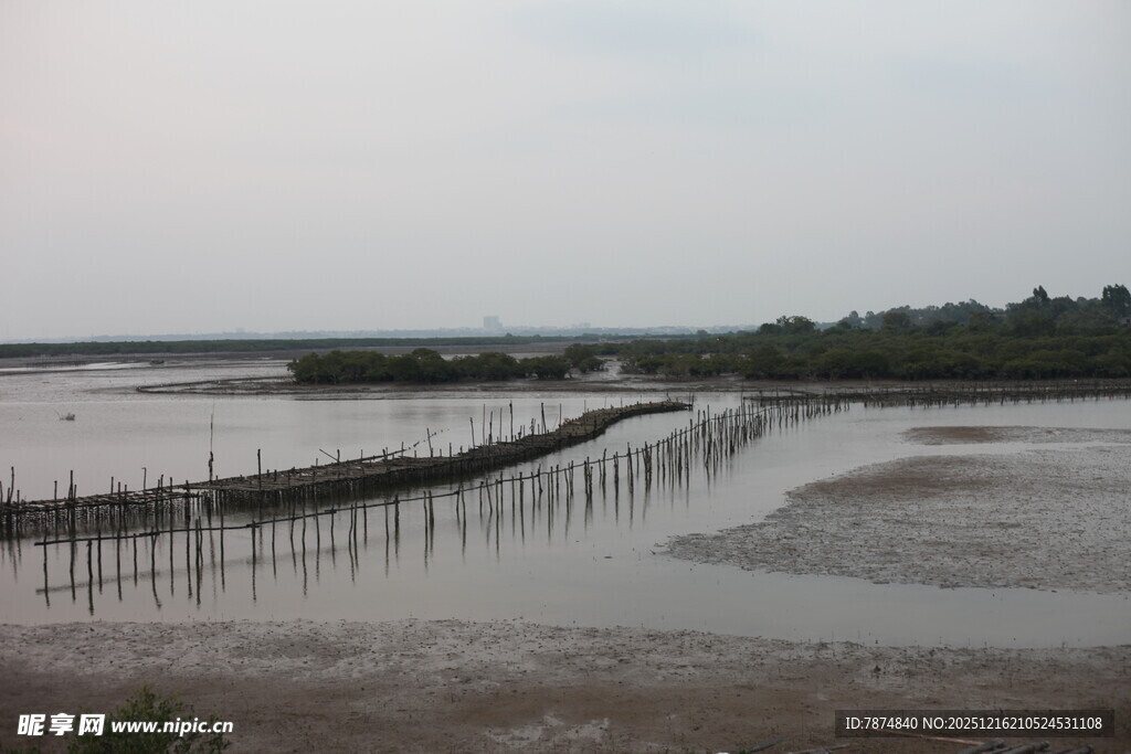 湿地浅滩中的木桩景观