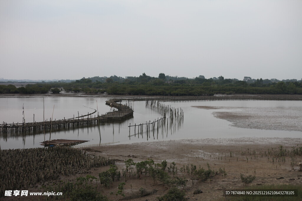 湿地浅滩中的蜿蜒木栈