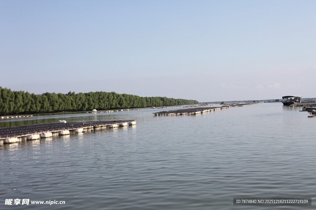 宽阔水域旁的整齐树木