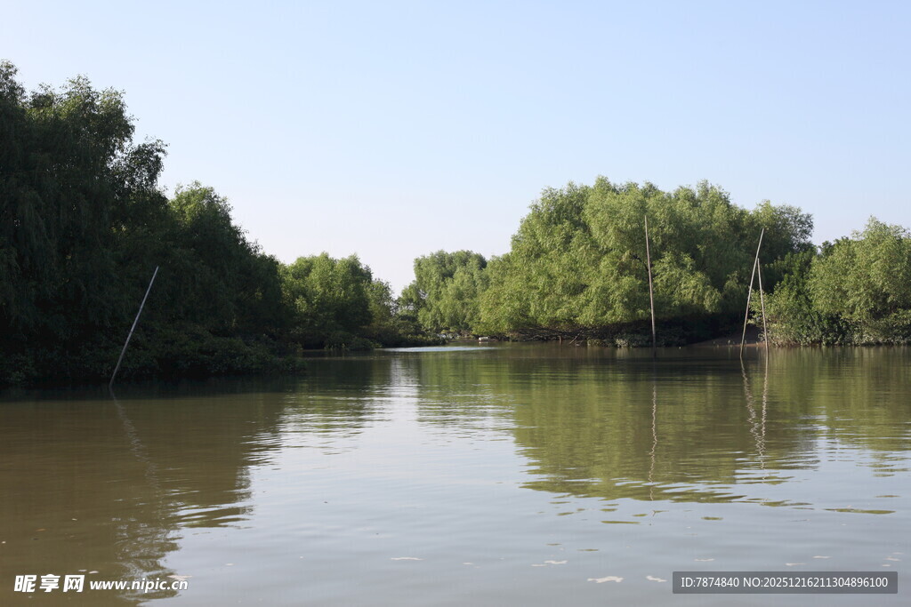 宁静河景中的葱郁树林