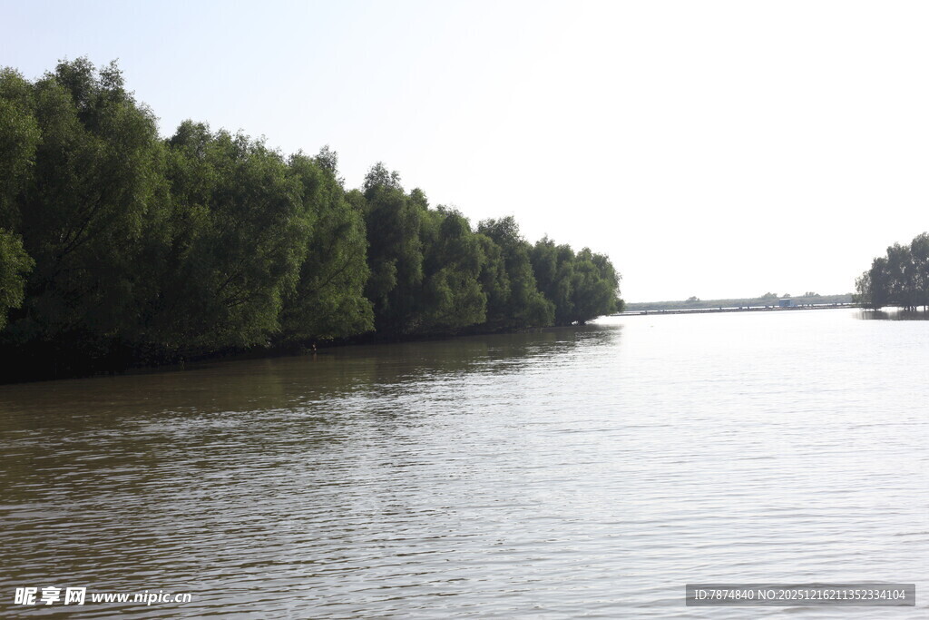 河畔绿树成荫的宁静水域