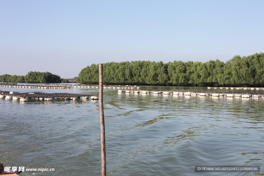 水上长廊旁的葱郁树林