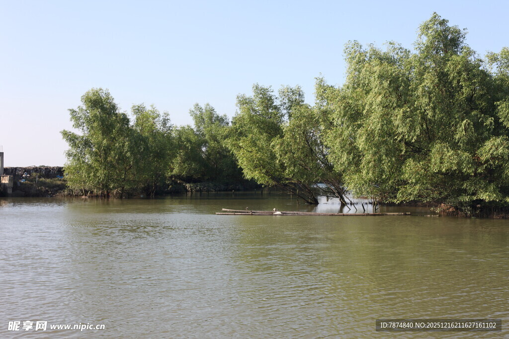 河畔绿树成荫的宁静风光