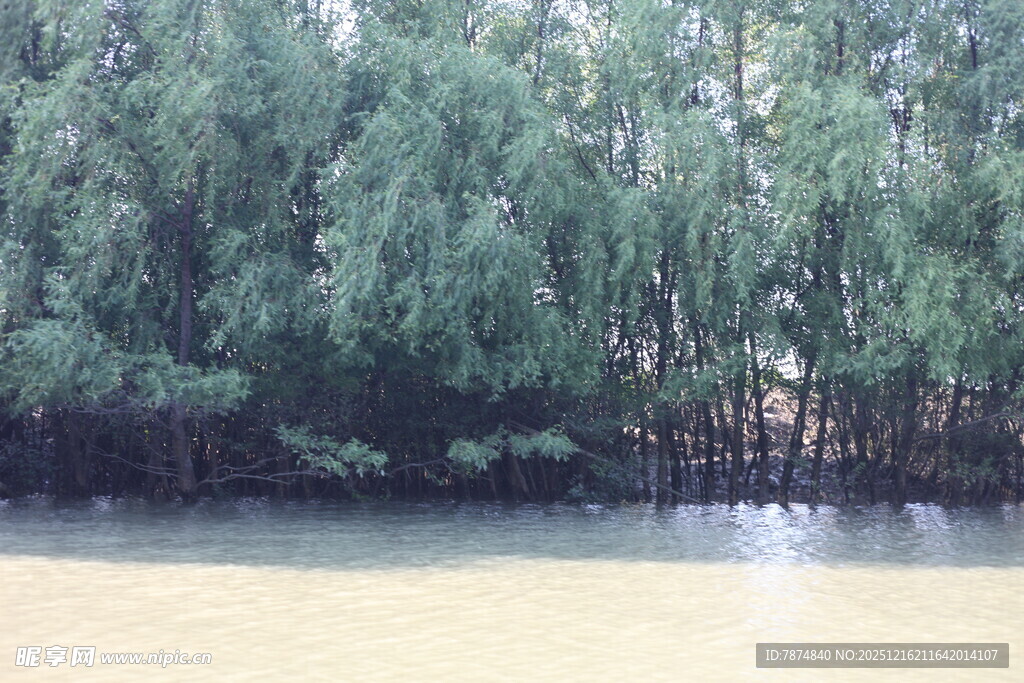 河畔绿树成荫的自然景致