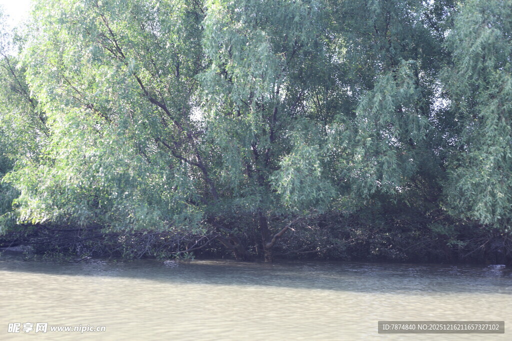 河边绿树成荫的自然景致