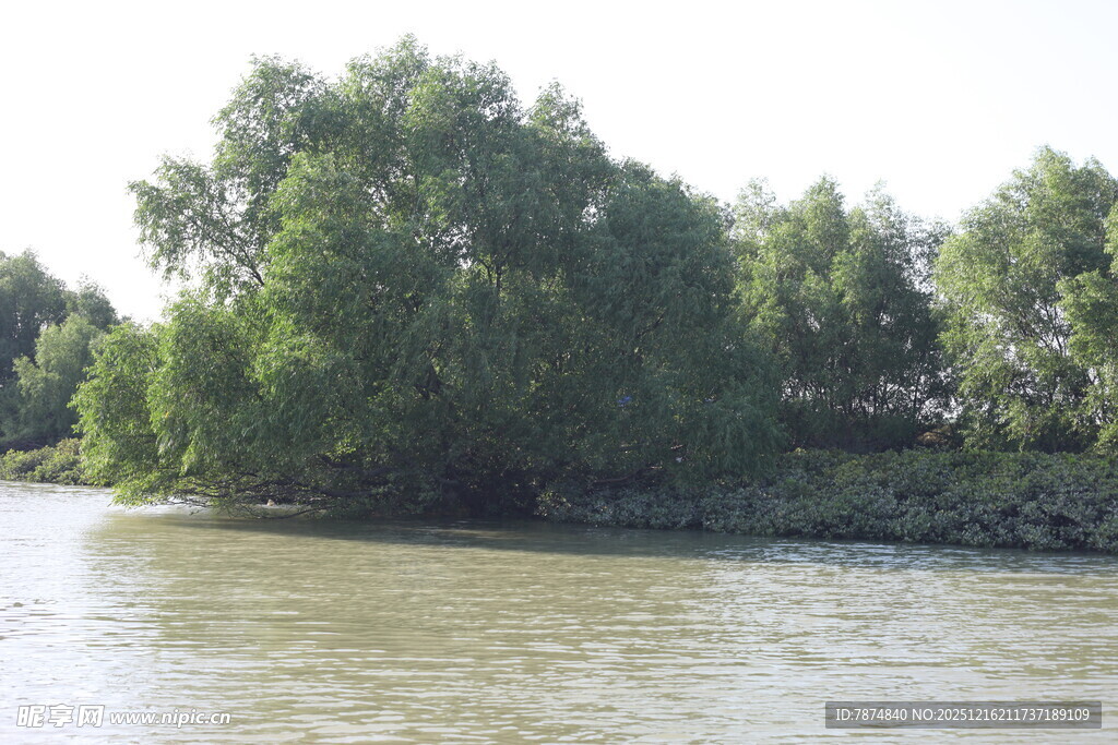 河畔绿树环绕的宁静水域