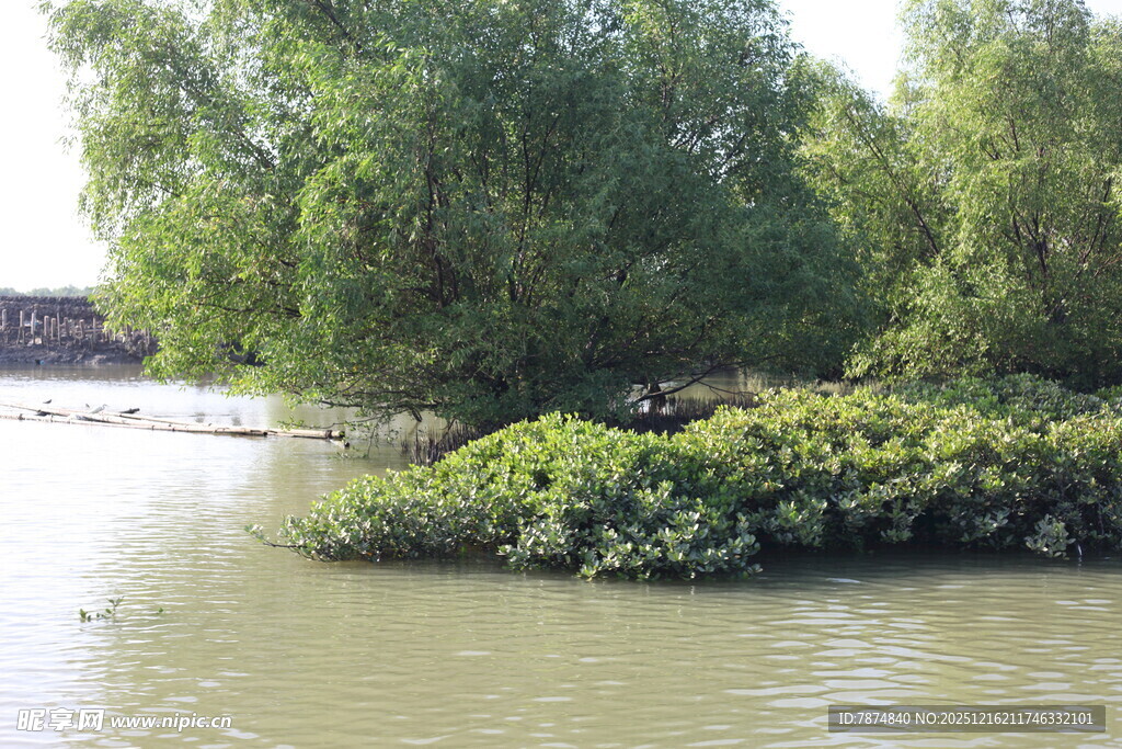 河畔绿树环绕的宁静水域