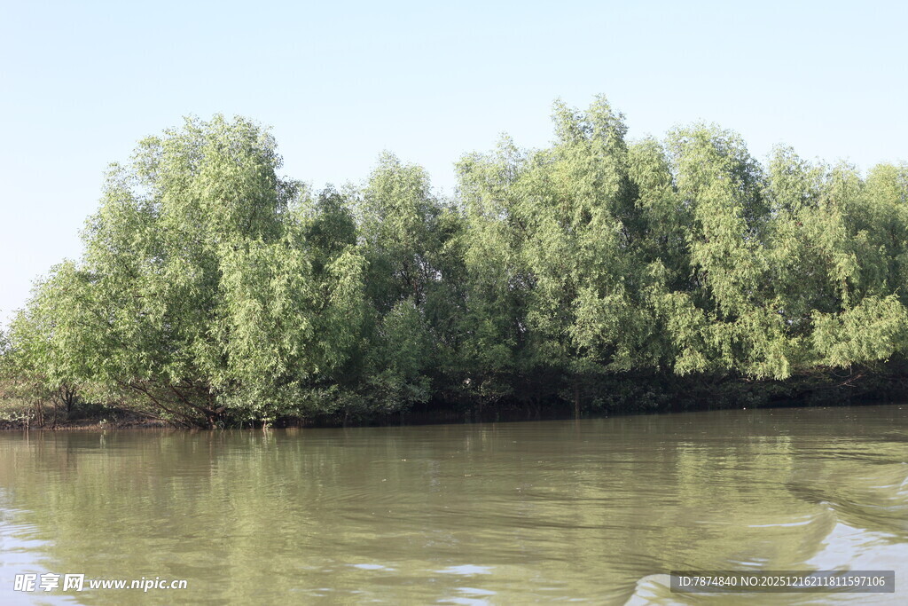 河畔绿树成荫的自然景致