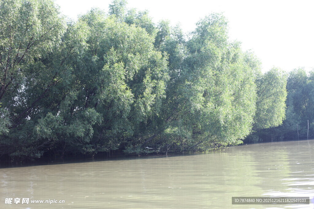 河畔绿树成荫的宁静水域