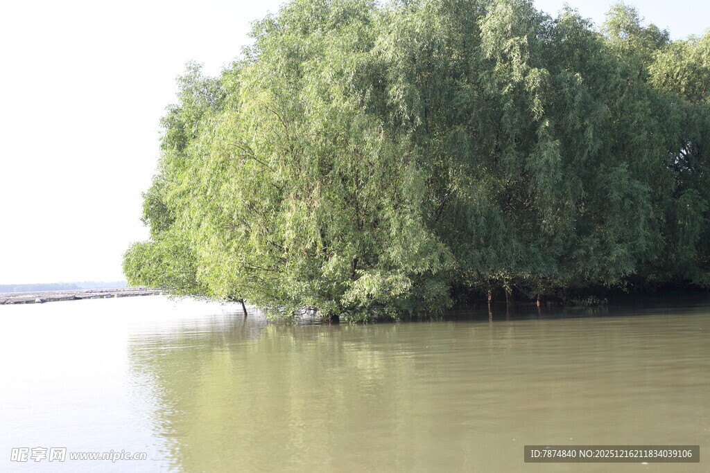 水边葱郁绿树映于湖面