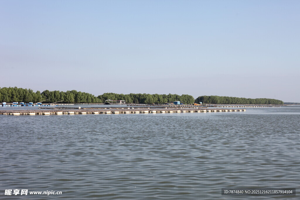 宽阔水域上的生蚝养殖