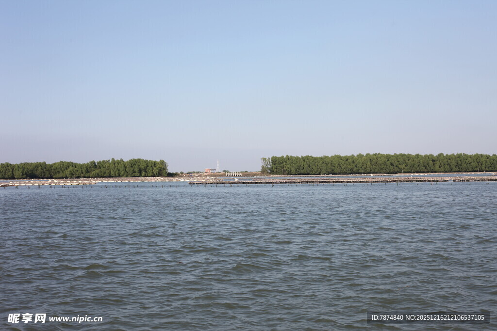 宽阔水域边的葱郁树林
