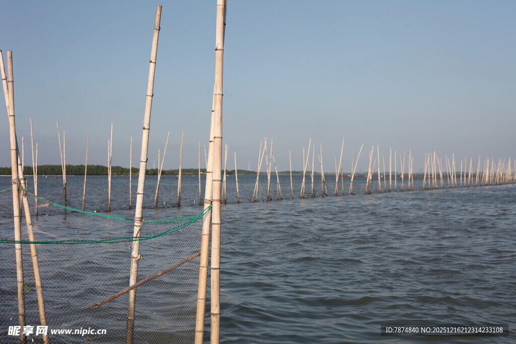 水上林立的竹竿养殖场景
