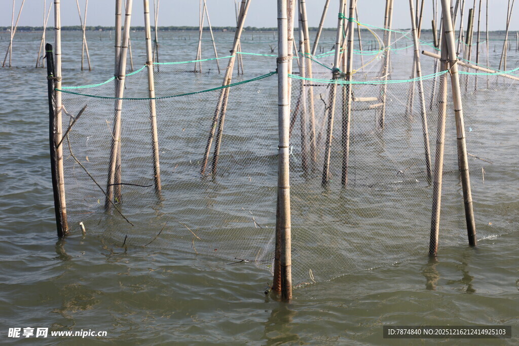 水中林立的木桩