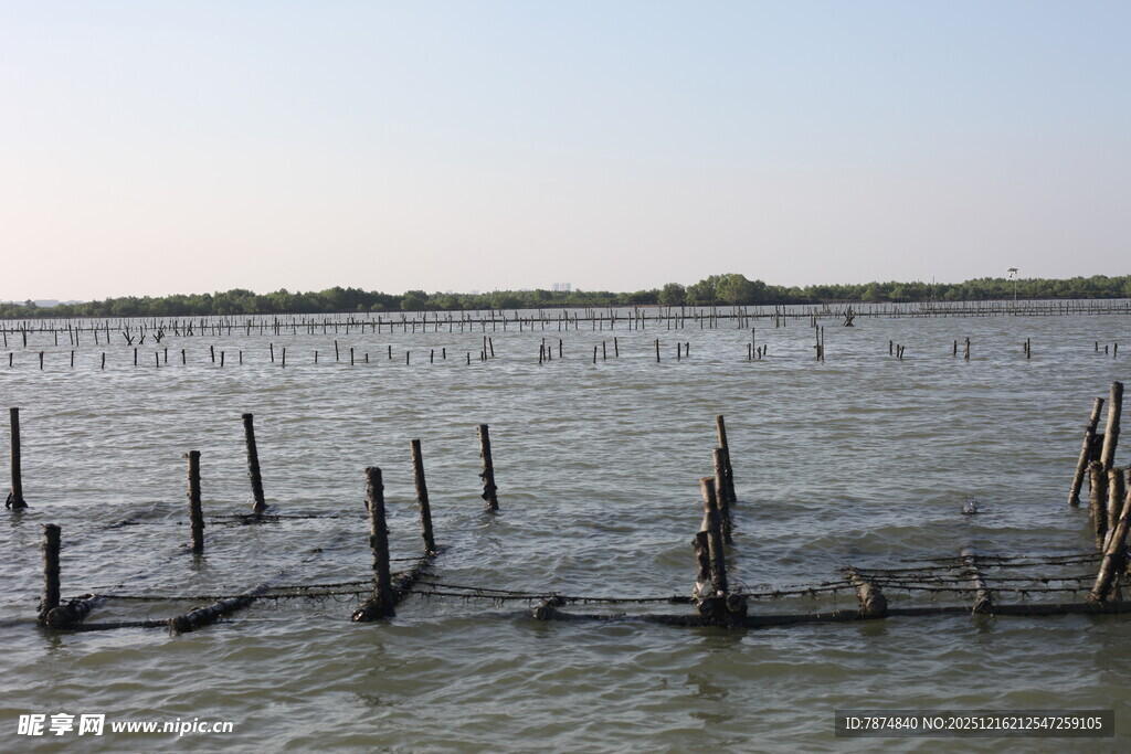 水上木桩景象
