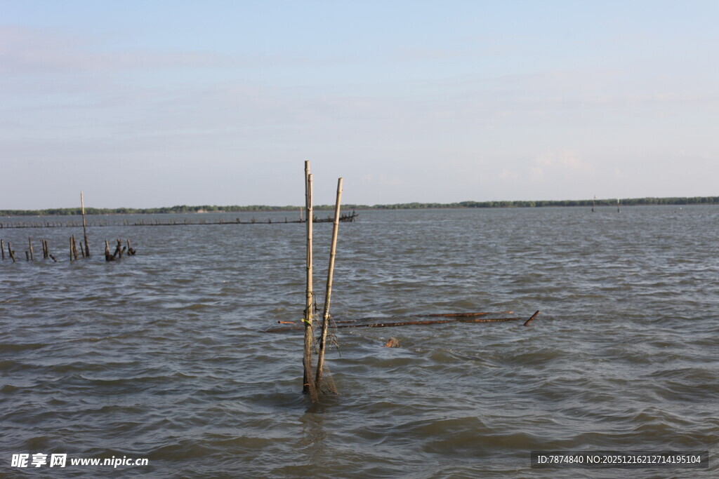水域中的木桩景象