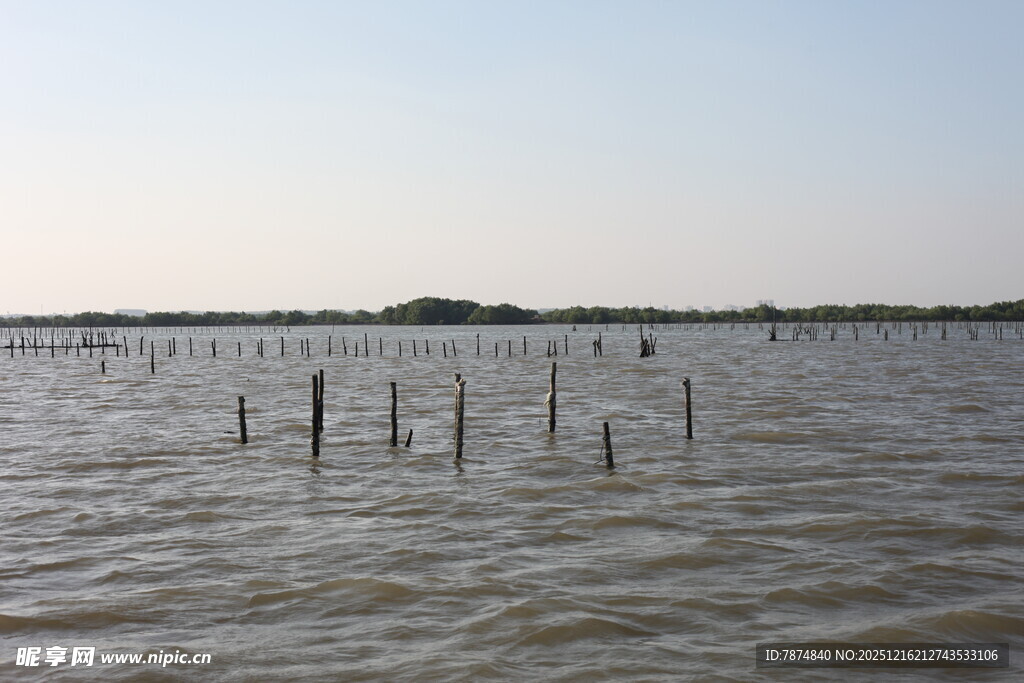 水域中的林立木桩景观