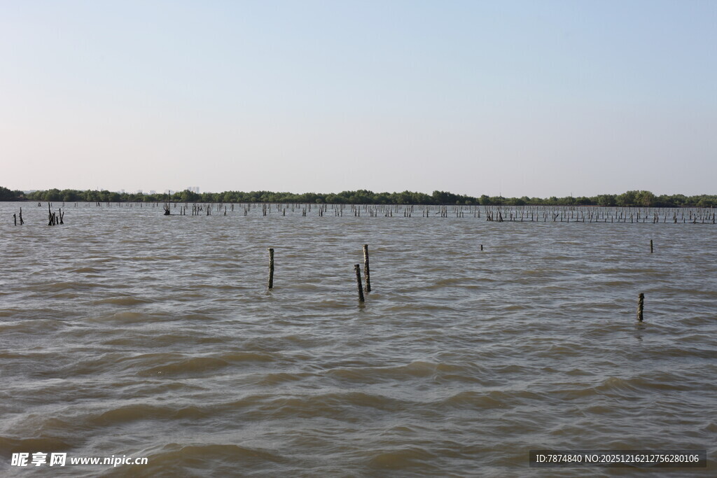 水域中的林立木桩景观