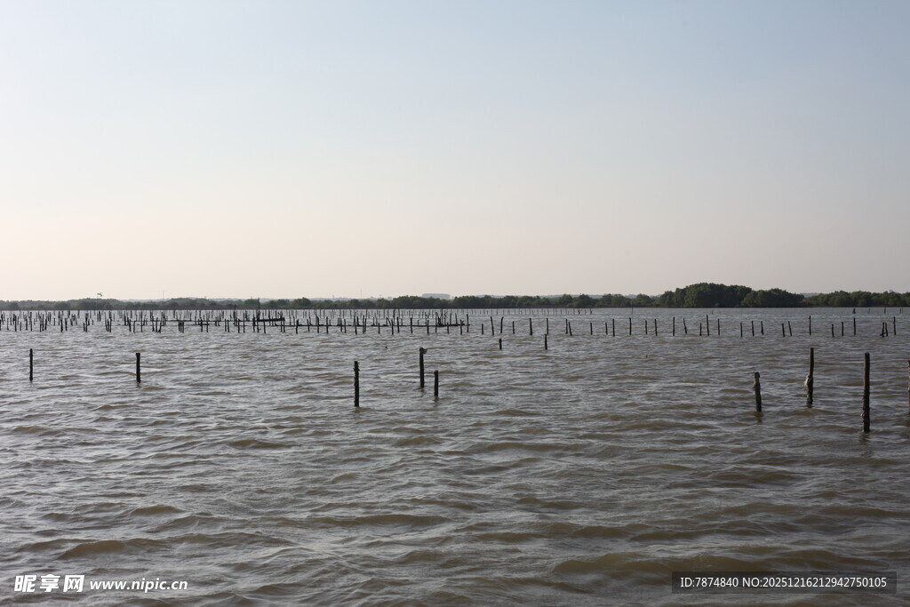 水上林立的木桩景观