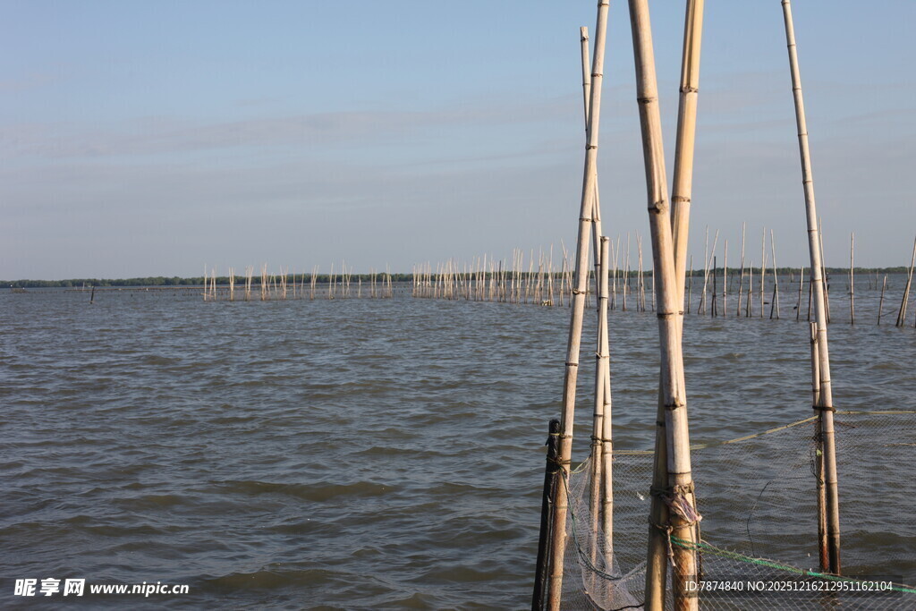 海边林立的竹竿与广阔水域