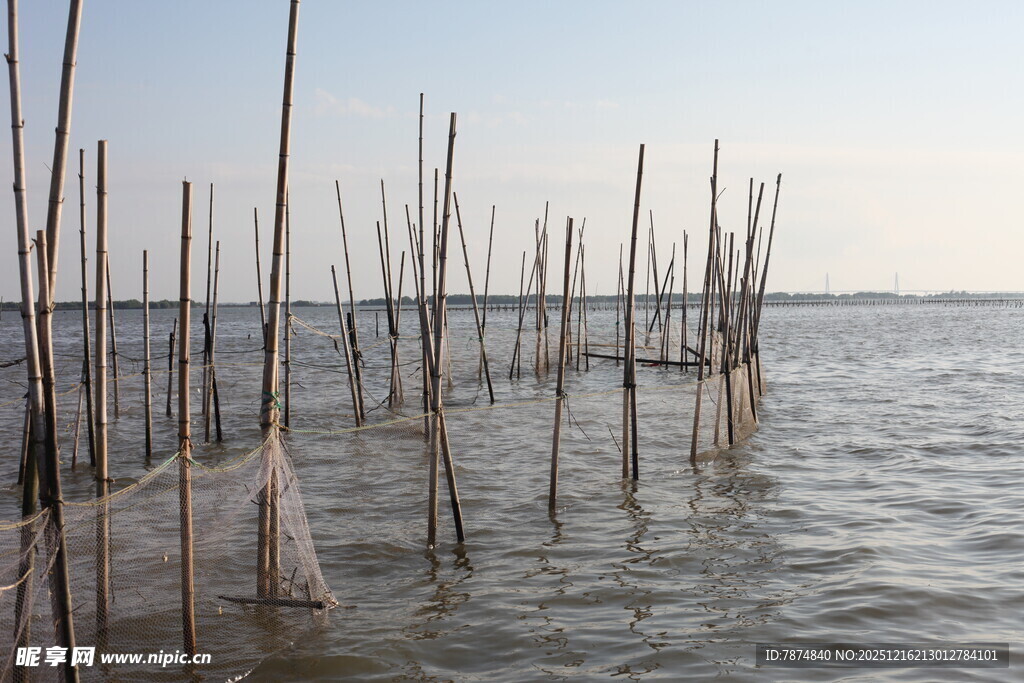 水上林立的木桩景观