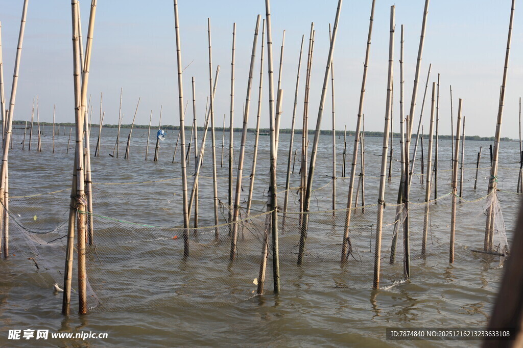 水中林立的细长木桩景观