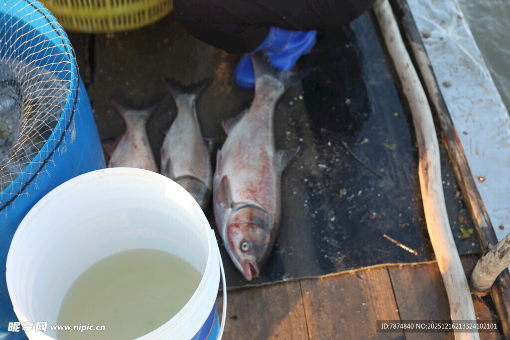 船上捕获的新鲜鱼类