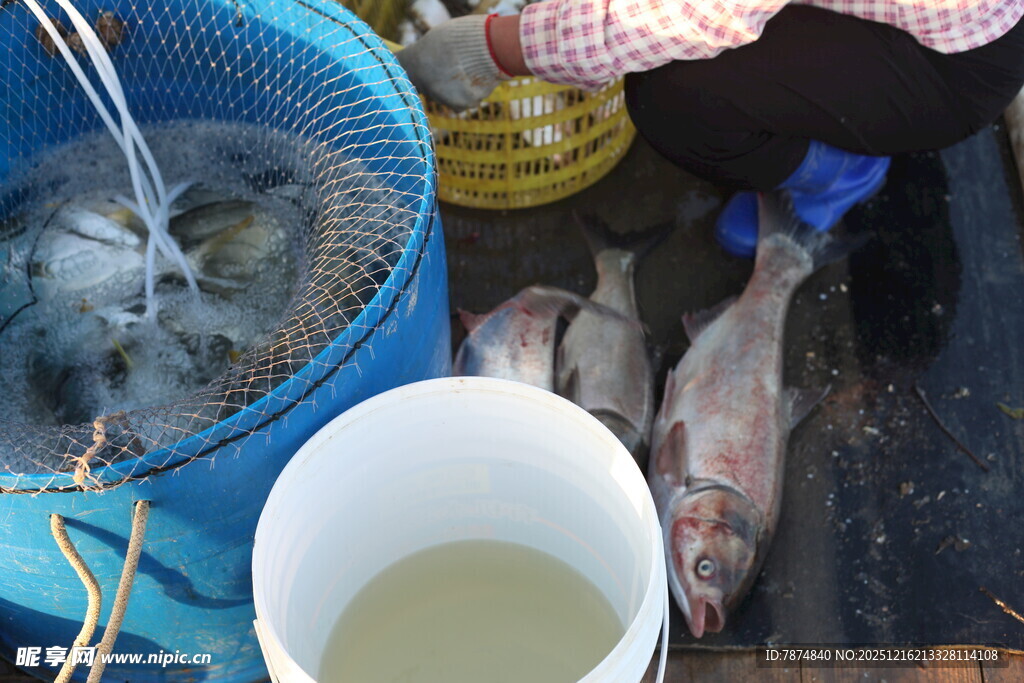 市场中售卖的猫与鱼