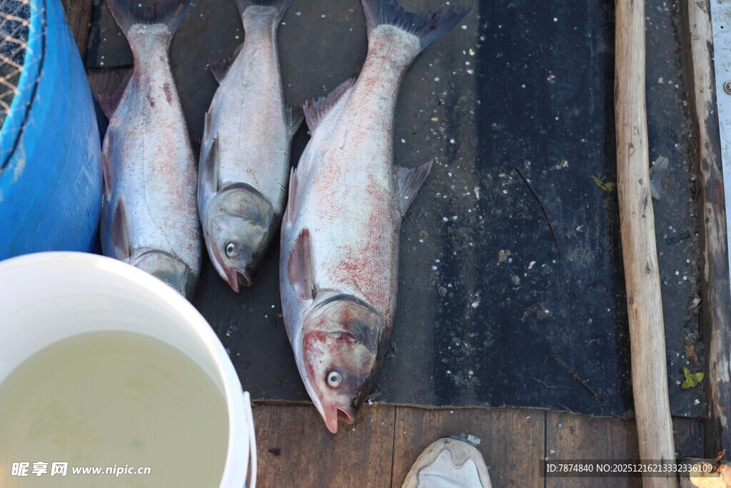 船上捕获的新鲜大鱼