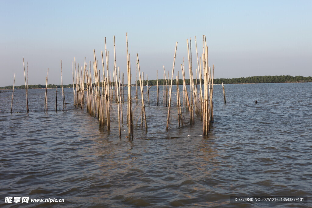 水中林立的枯木景象