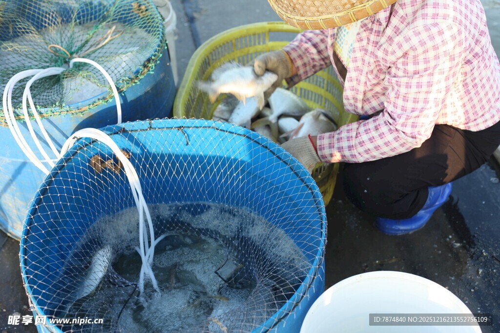 海边渔民分拣海鲜场景