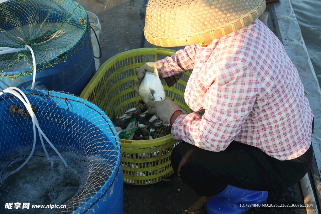 渔民分拣海鲜于蓝绿筐中