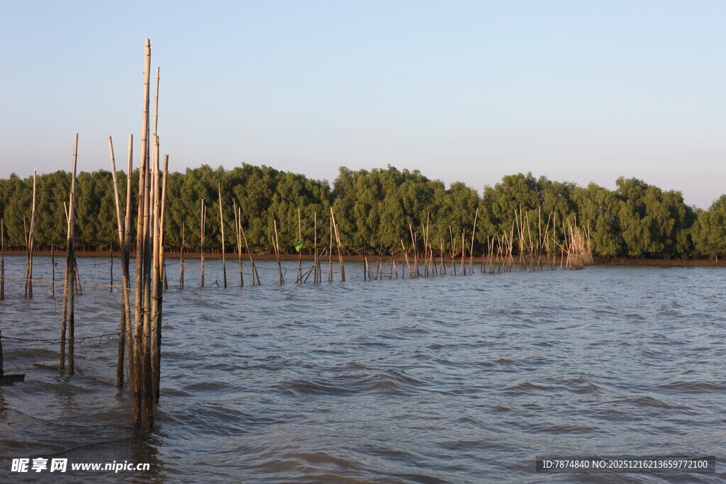 水上木桩与茂密树林景观