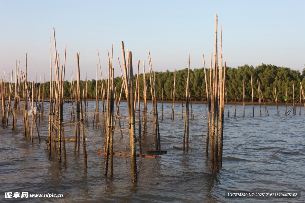 水上林立的木桩景观